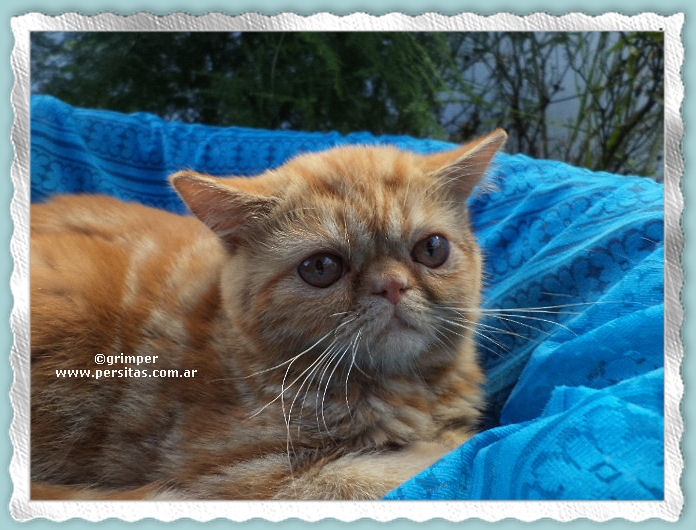 ver mas fotos de esta gatita